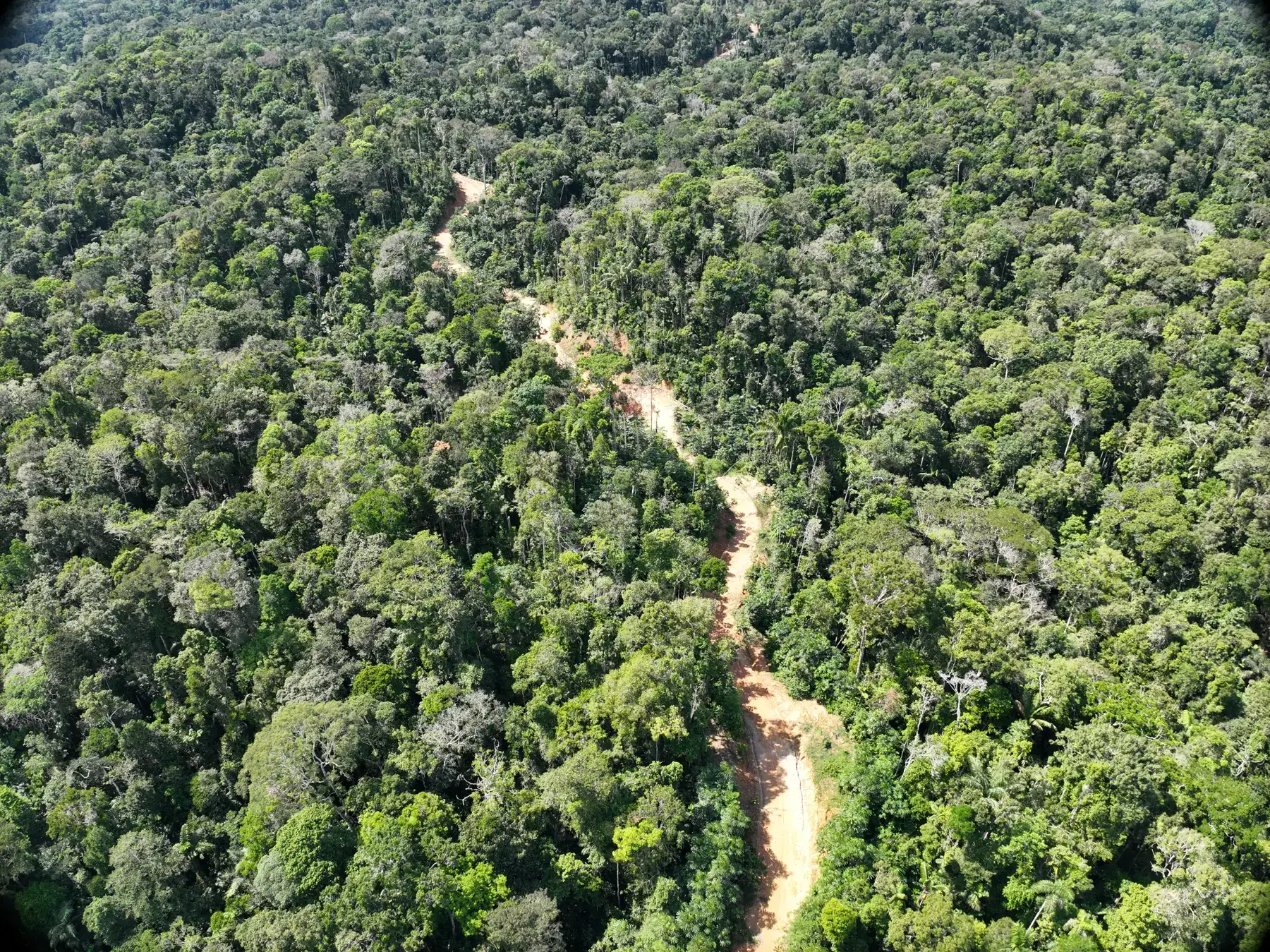 Vista cenital de una trocha en medio del bosque