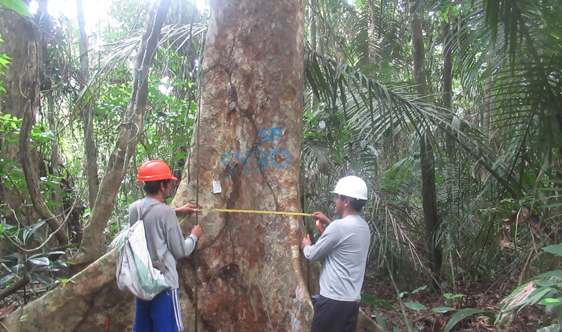 Medición del perímetro de un árbol en bosque amazónico