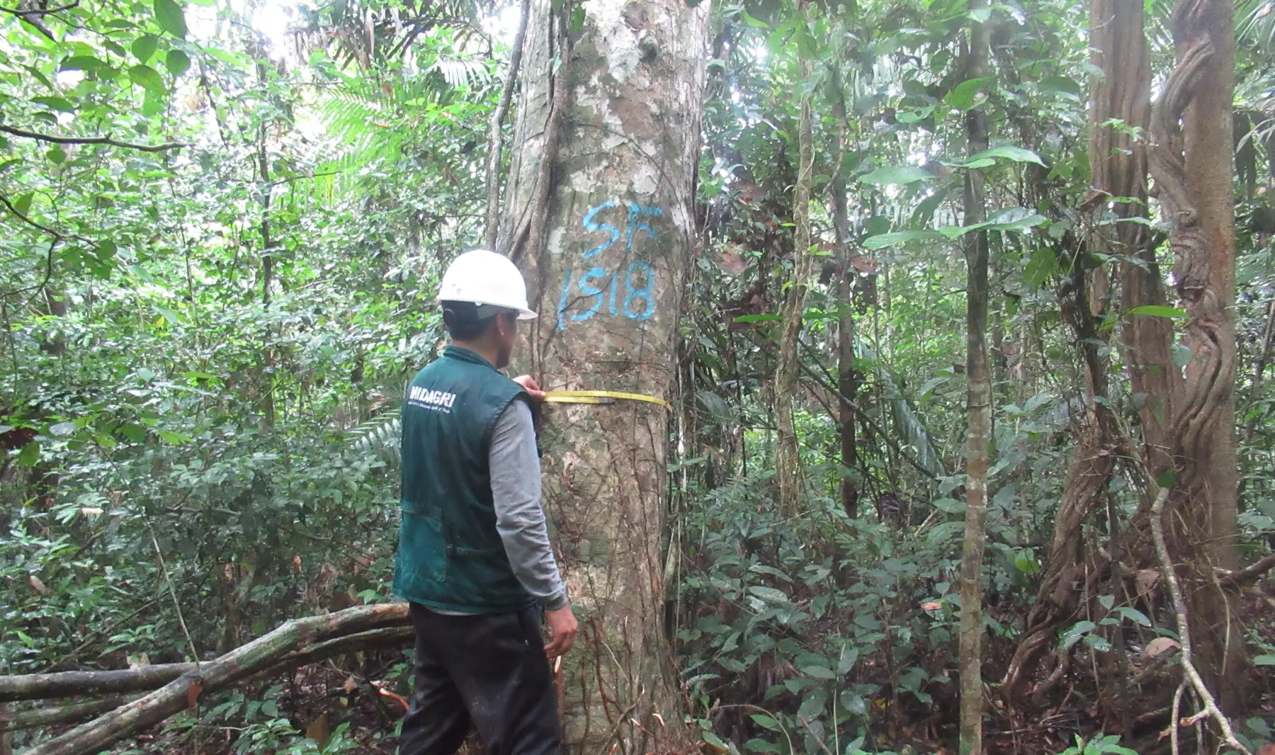 Técnico midiendo un árbol con cinta diamétrica