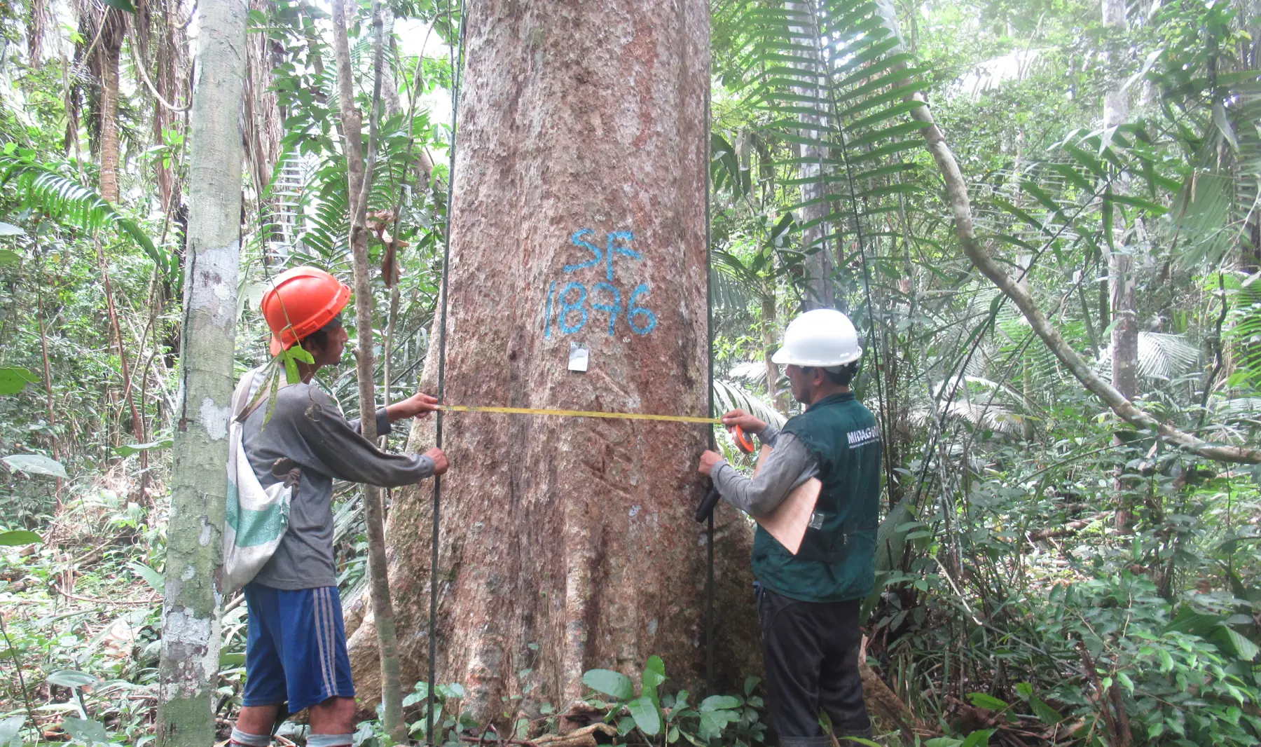 Brigadista y técnico junto a un árbol codificado