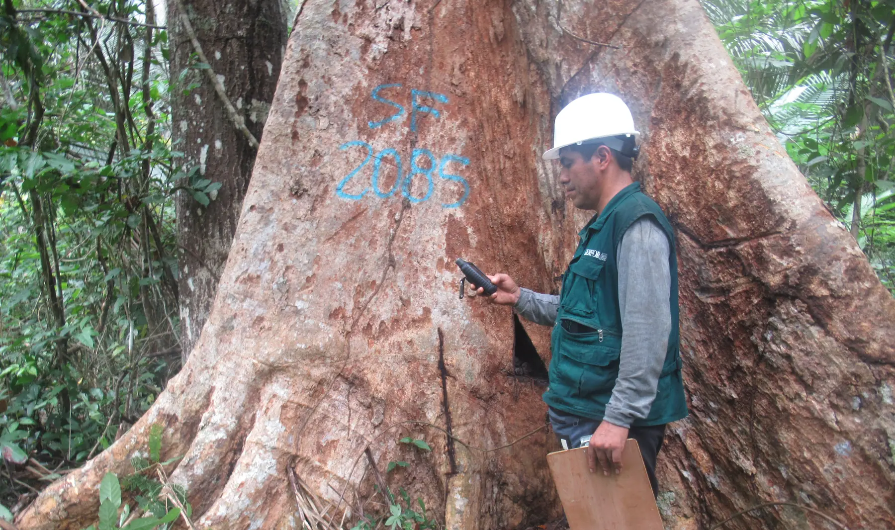 Técnico registrando datos junto a un árbol de gran diámetro